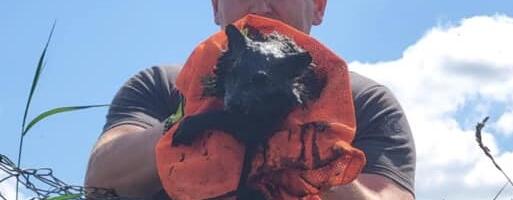 Järvamaal põles saun ja prügihunnik. Päästjate abi vajas ka tünni kukkunud kährik