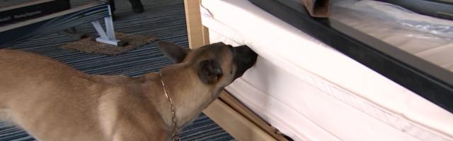 Reporter: Vahvad narkokoerad lihvisid oma oskusi laeva pardal