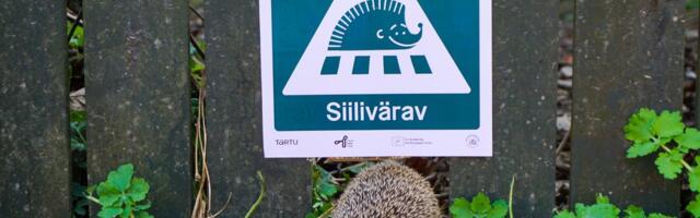 Apaatsed ja vigastatud: hädas siile ei jõuta enam aidata. Tartu siiliväravad võivad olukorda leevendada