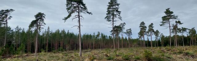 Keskkonnaagentuur: Eesti metsade tagavara on stabiilne