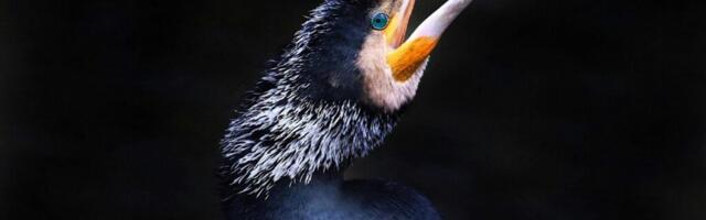 KUNTER TÄTTE TASUTA LOENG KORMORANIST LOOMAAIAS