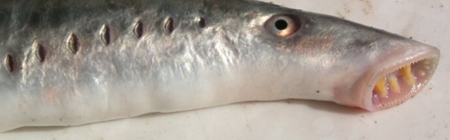 Vetesügavuste tapjad: lõpusteni relvastatud kiskjad