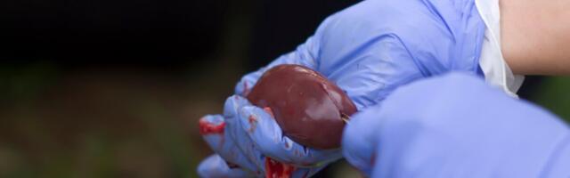 Esimene sea neeru saanu suri