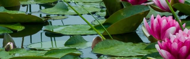 Hiina päevahoroskoop : soovitused igale loomamärgile tänaseks päevaks