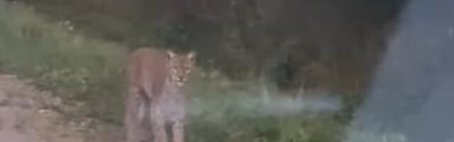 VIDEO | Haruldane kohtumine: pealtnägija püüdis kaamerasse ilvese koos kahe kutsikaga