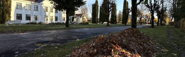 Türi linnapiirkonnas algab puulehtede äravedu