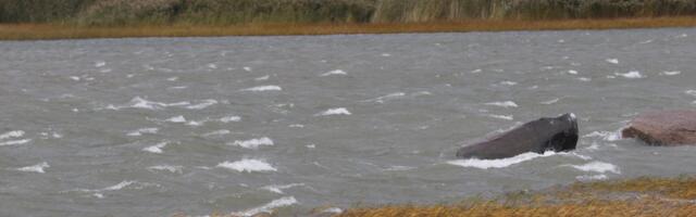 Mereala hakkab jälgima hoidma nutipoide võrgustik