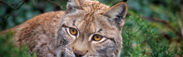 "Pealtnägija": salaküttide jultunud tegevus jahmatas jahimehi