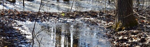 Koristamata koerte väljaheited levitavad sulalumega parasiidimune