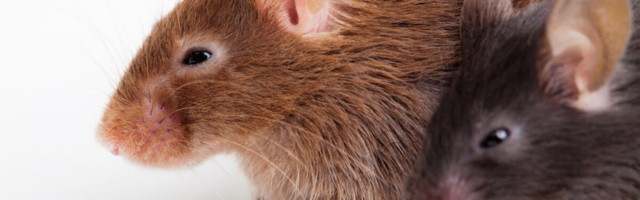 Maaeluministeerium tõstab käed üles: me ei tea, kui palju Eesti teadlased laborites loomi surmavad