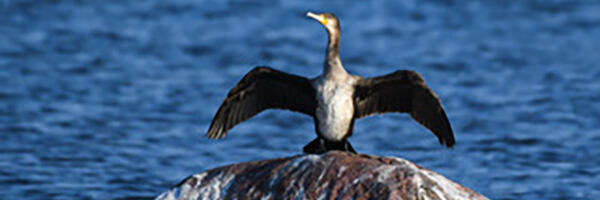 2025. aasta lind kormoran kompab mõistmise piire