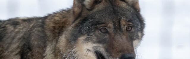 Kreeka teadlased leidsid, et hundid ei ole karjakasvatuse suurim probleem