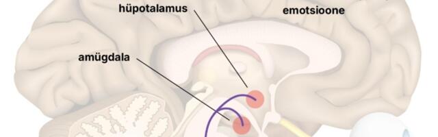 Miks me „Mesipuu“ ajal nutame? Laulupeopisaratel on teaduslik selgitus
