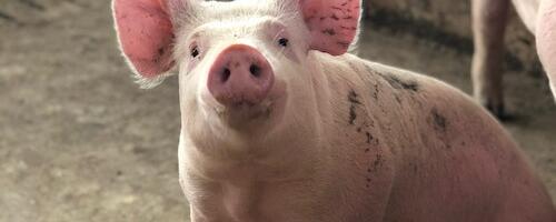 PTA: Nurme farmis uued SAK positiivsed leiud