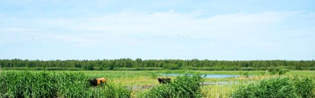 Alam-Pedja looduskaitsealal algavad märgade metsade seisundi parandamise tööd
