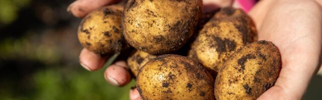 ÜLEVAADE | Turgude hinnarekordi on seekord püstitanud Eesti kartul