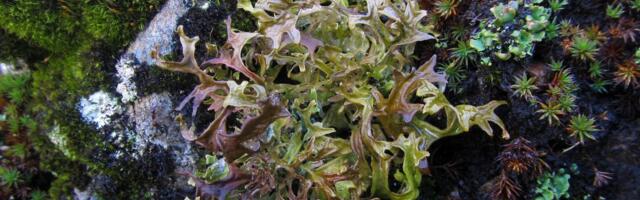 Kuiv köha ei taha vaibuda? Islandi samblik on tõhus looduslik köharohi