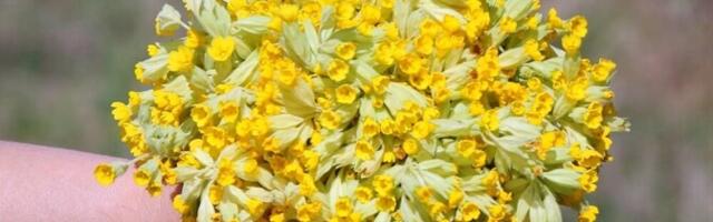 Nurmenukukampaania näitas kätte harrastusteaduse võlud ja valud