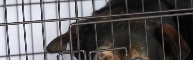 Reporter: Ukrainast päästetud loomad otsivad ajutisi kodusid
