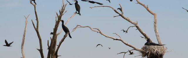 Eesti Vee-elustiku Selts: SOS, kormoranid! Viie aasta pärast pole meil enam kala