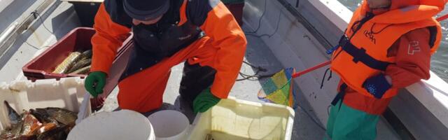 KALA AU SEES | Tuuli Tammla: kala on igapäevaelu osa