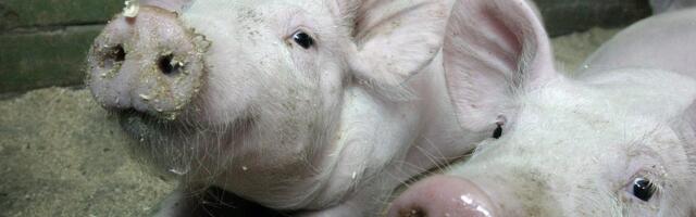 Eesti seakasvatuse ummikseis: „Küsimus ei ole ainult rahas, vaid ka usalduses“