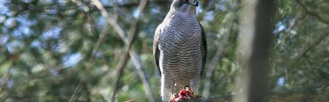 KOHTULAHEND | Keskkonnaamet „unustas“ metsaomanikule mainida, et võttis tema kinnistu looduskaitse alla