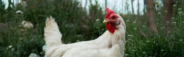 Lindude gripp on levimas