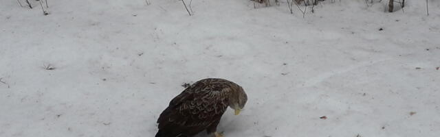 Veebruari keskpaigast ei tohi märgaladel pliihaavleid ka kaasas kanda