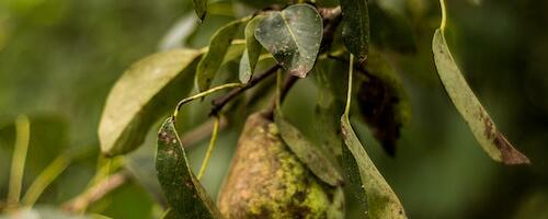 Viljapuu-bakterpõletiku seirega kahjustajat ei tuvastatud