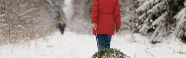 Riigimetsast toodi tänavu ligi 9000 jõulupuud