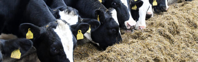 JOONISTUSVÕISTLUS „PÄÄSUKESEMÄRK 25” KUTSUB LAPSI AVASTAMA EESTI TOITU!