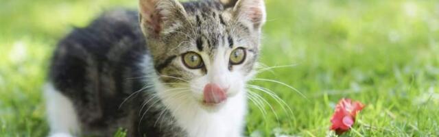 Видео с котиками призвали присылать немецкие исследователи