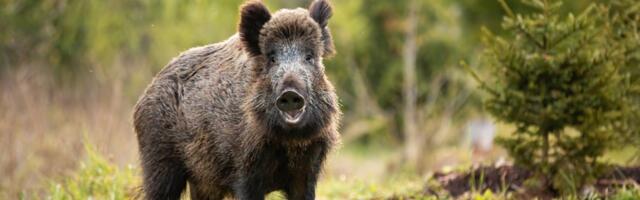 Sigade Aafrika katku ohjamiseks tuleb suvist metsseajahti suurendada