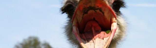 Jaanalinnu keeled, emise nisad... loe, mis ehtis peolauda antiikaja Roomas