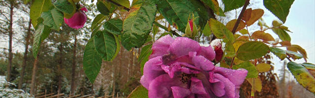 Novembri lillepidu sai järsult otsa