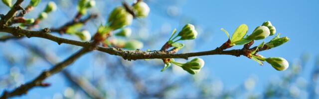 Aprilli keskmine õhutemperatuur tervikuna kujuneb normilähedaseks, kohati pisut soojemaks