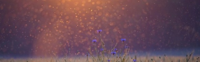 VIDEO | Venemaa Kaug-Idas möllavad tohutud "sääsetornaadod"