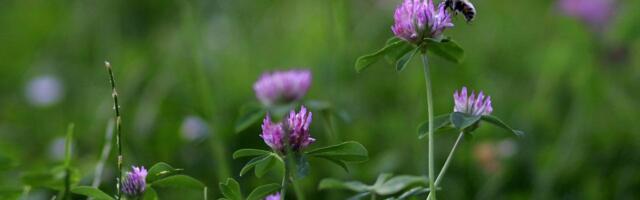 Riik leevendab põllumeeste pindala- ja loomatoetuste taotlemisega kaasnevaid nõudeid