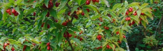 Kirss-kontpuu on täiesti arvestatav viljapuu