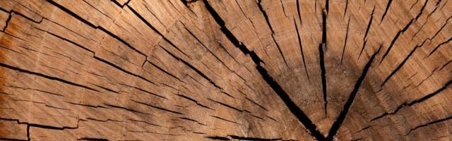 Parlament lükkas metsade raadamise vastase määruse edasi