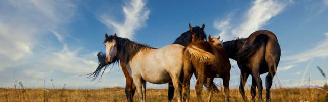 Eesti hobused pääsevad nelja riigi hobuüritustele ilma tervisesertifikaadita