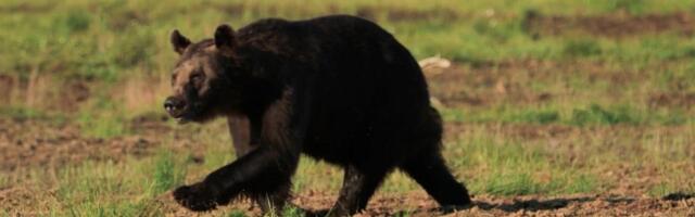 Reporter: Neeme külas ringi jooksnud mõmmikud tekitasid hirmu ja elevust