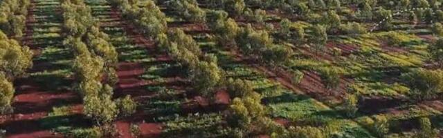 Austraalia rohebluff ⟩ Metsastamiskava osutus tühjaks jutuks aga riik müüb oma rohesertifikaate edasi