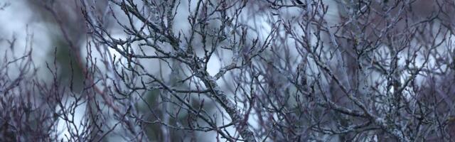 Kilvar Kessler NÄDALA FOTO