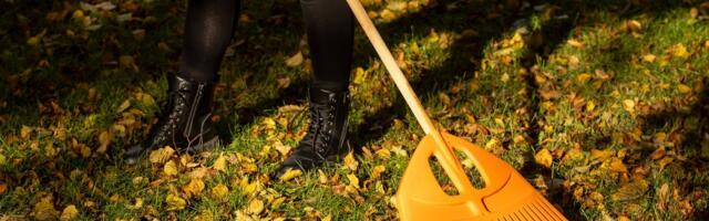 Keskkonnaamet: lehti võiks riisuda nii vähe kui võimalik ja nii palju kui vajalik