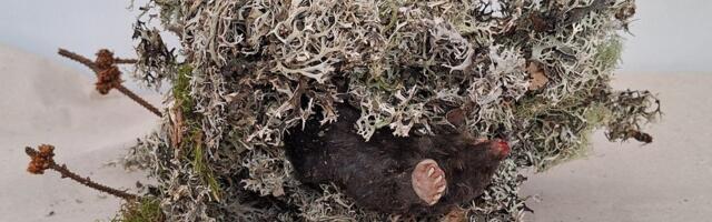 Muti maine teekond lõppes seitsme meetri kõrgusel kase otsas