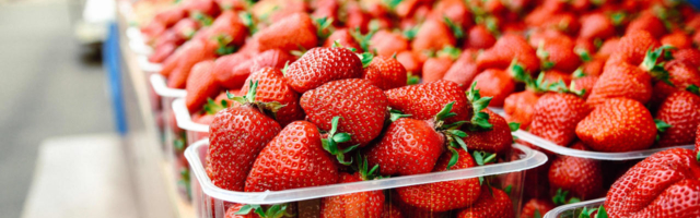 Keskmise palga maksmine maasikakorjajatele tõstaks marja hinda? Tõsi, aga vaid kuni 40 senti kilo kohta