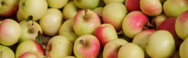 TURUKOMMENTAAR | Eesti õunad ei jõua hulgimüüjateni ja sealt edasi turule