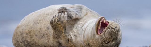 Üllatav avastus_ hülged kasutavad oma vurre, et kalu üle kavaldada